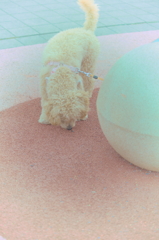 my pretty dog Ⅱ # 106