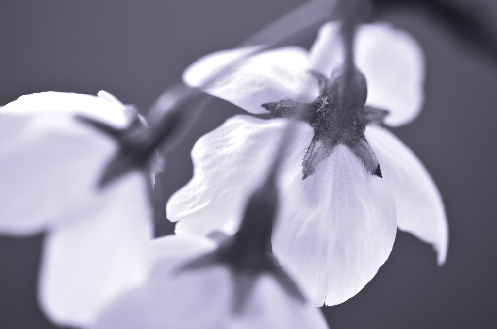 モノクロ桜