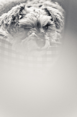 my pretty dog # 149