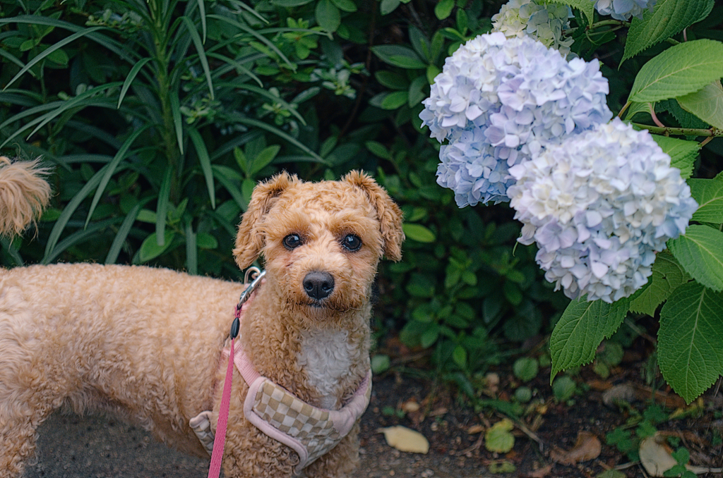 my pretty dog Ⅱ # 332