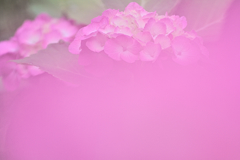 紫陽花