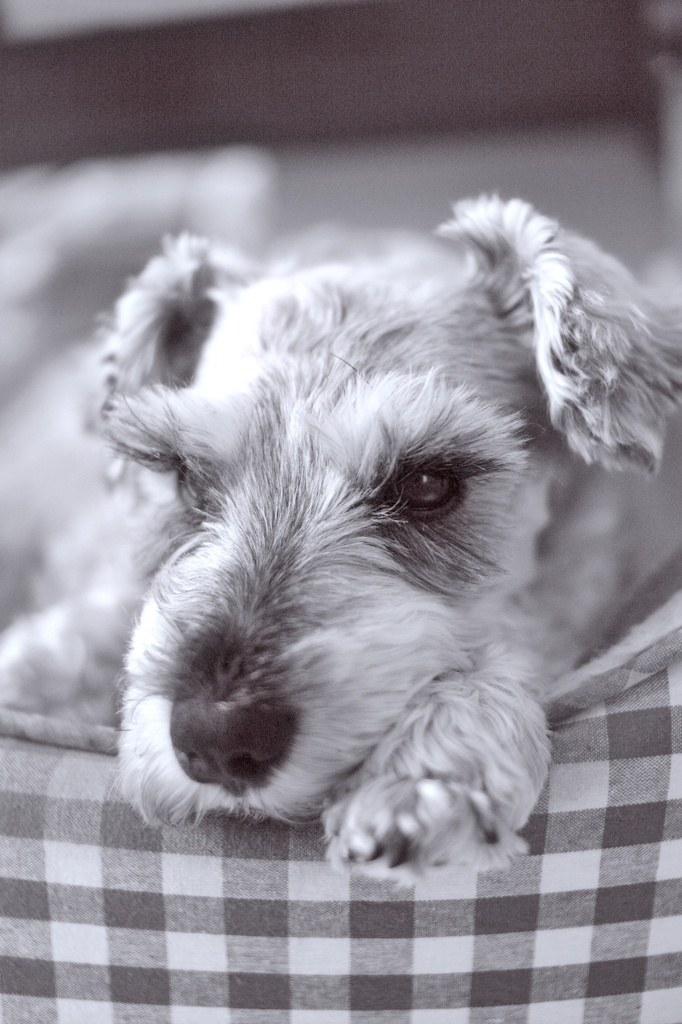 my pretty dog # 246