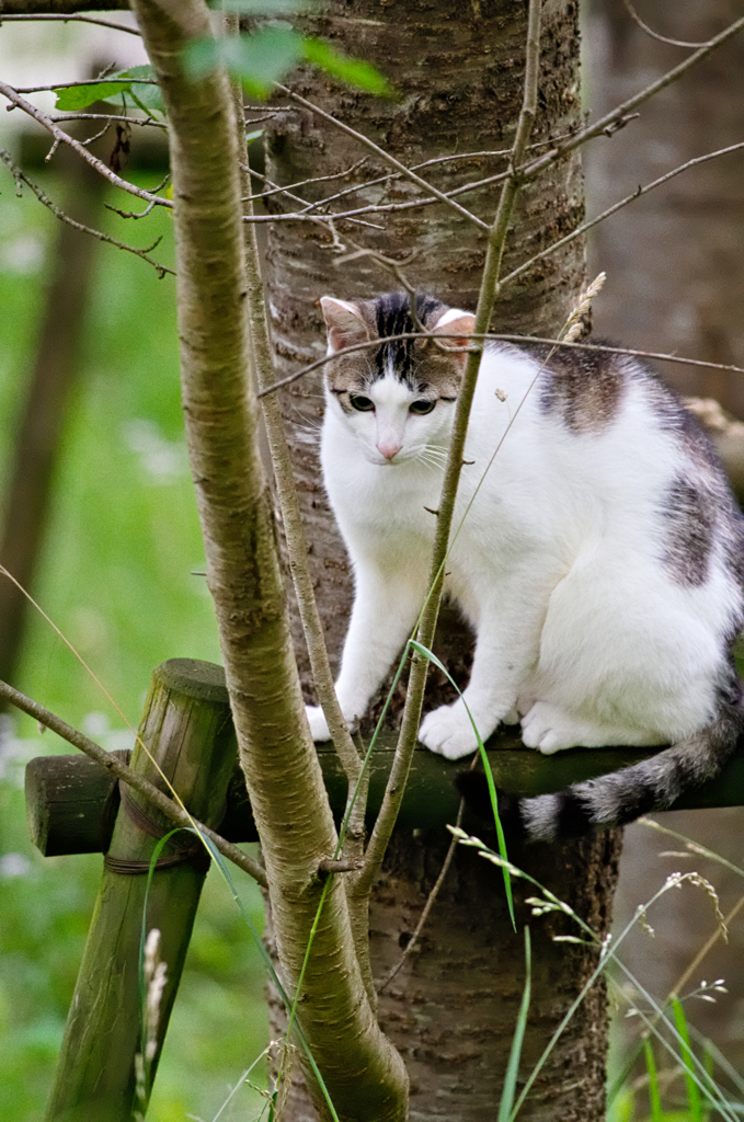 吾輩は猫である、ニャー # 310