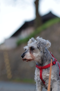 my pretty dog # 68