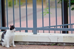 吾輩は猫である、ニャー # 787