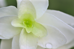 カシワバアジサイ