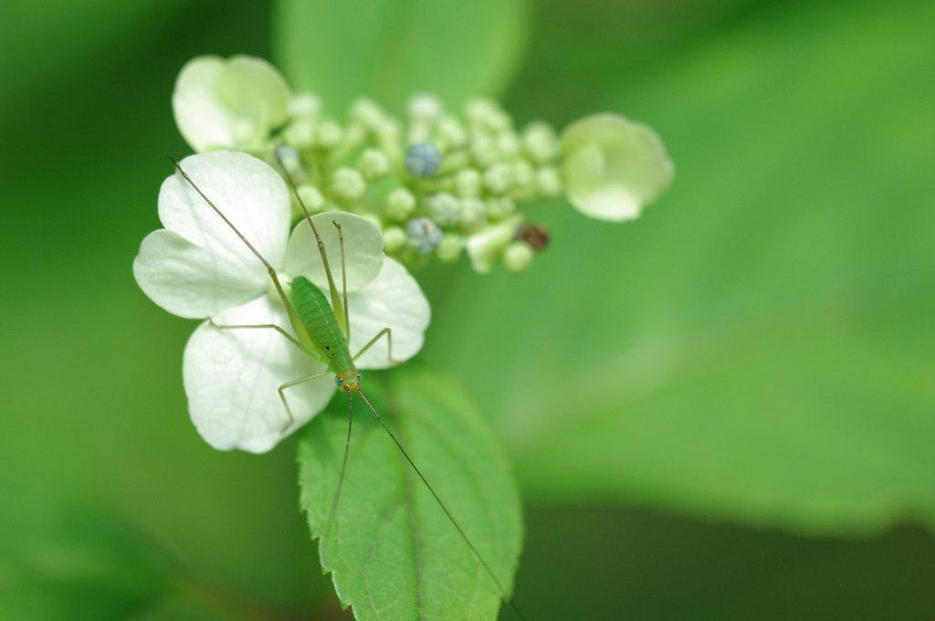 紫陽花に乗って