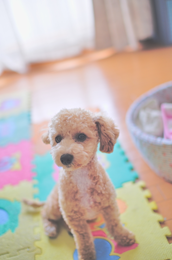 my pretty dog Ⅱ # 36