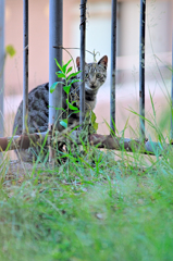 吾輩は猫である、ニャー # 415