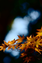 紅葉三昧 '2019
