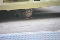 吾輩は猫である、ニャー # 894