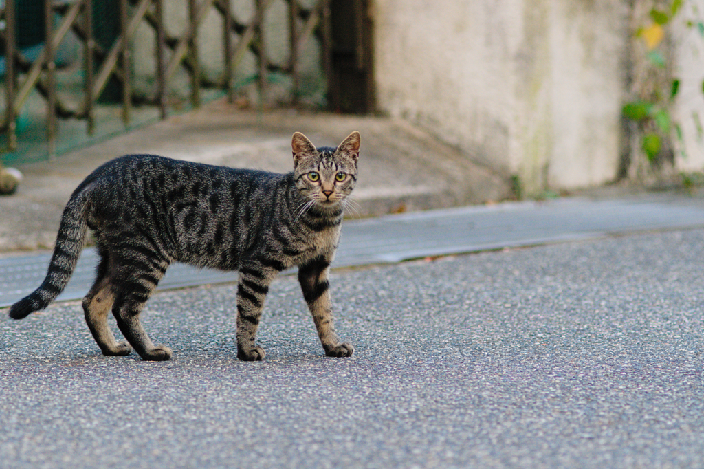 吾輩は猫である、ニャー # 479