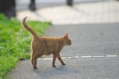 吾輩は猫である、ニャー # 379