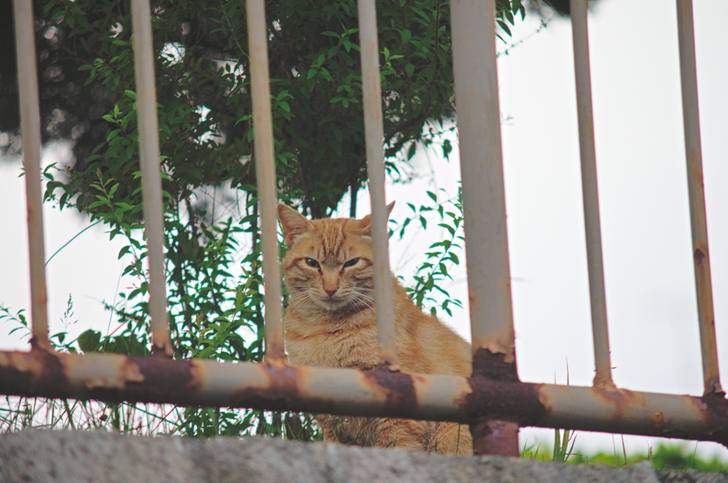吾輩は猫である、ニャー # 725