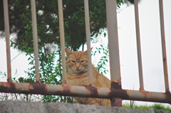 吾輩は猫である、ニャー # 725