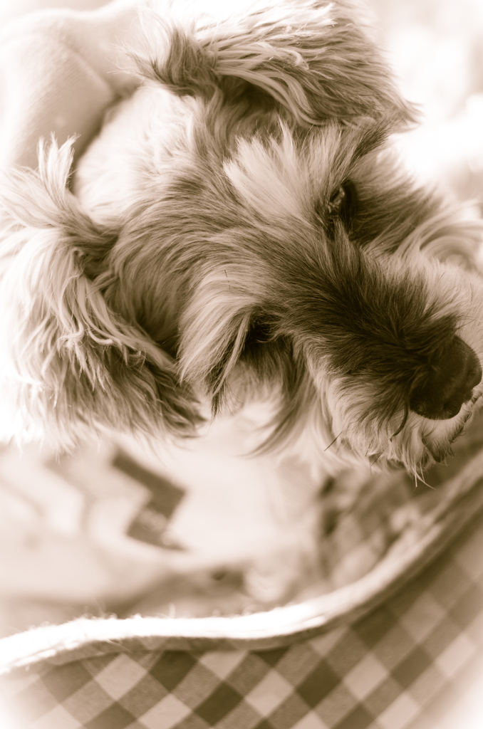 my pretty dog # 112