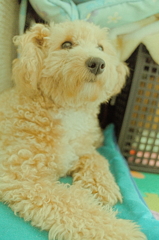 my pretty dog Ⅱ # 93