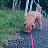 my pretty dog Ⅱ # 366