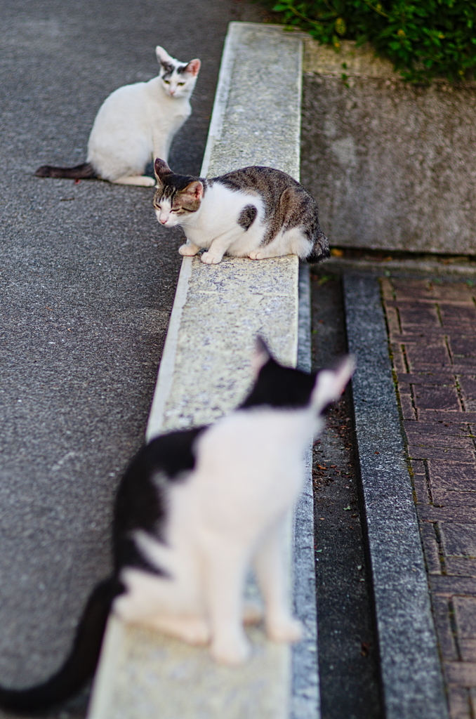 吾輩は猫である、ニャー # 866