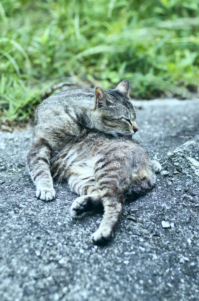 吾輩は猫である、ニャー # 251