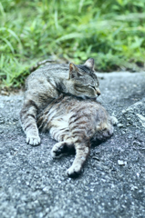 吾輩は猫である、ニャー # 251