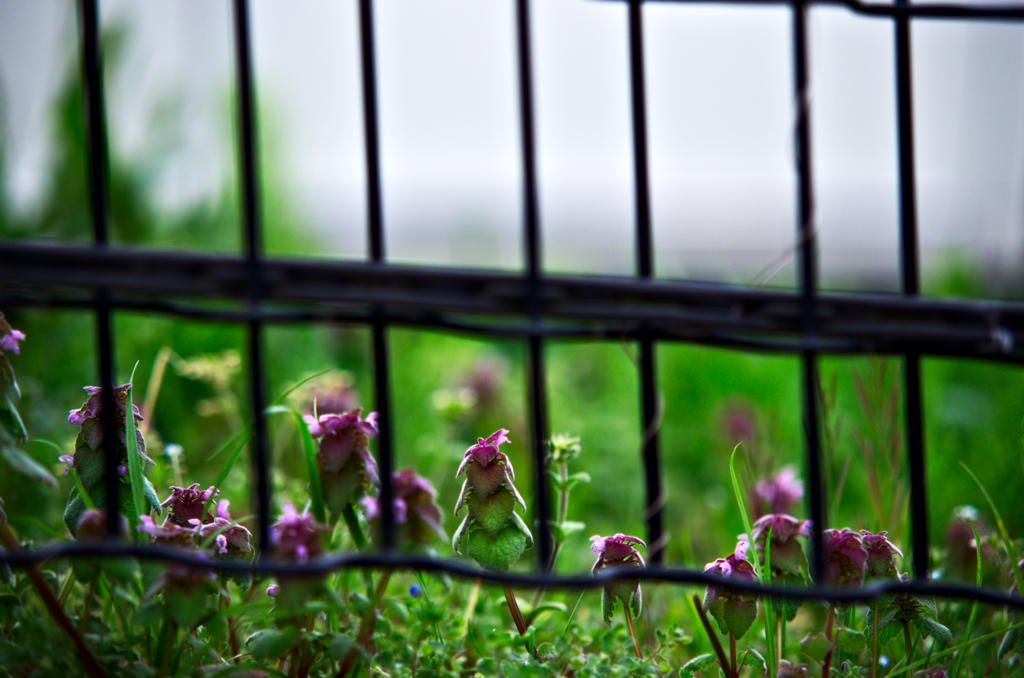 ヒメオドリコソウ