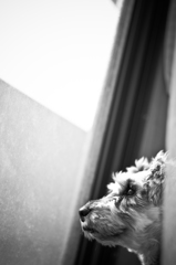 my pretty dog # 98