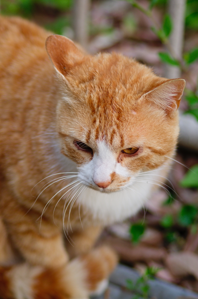 吾輩は猫である、ニャー # 708