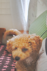 my pretty dog Ⅱ # 50