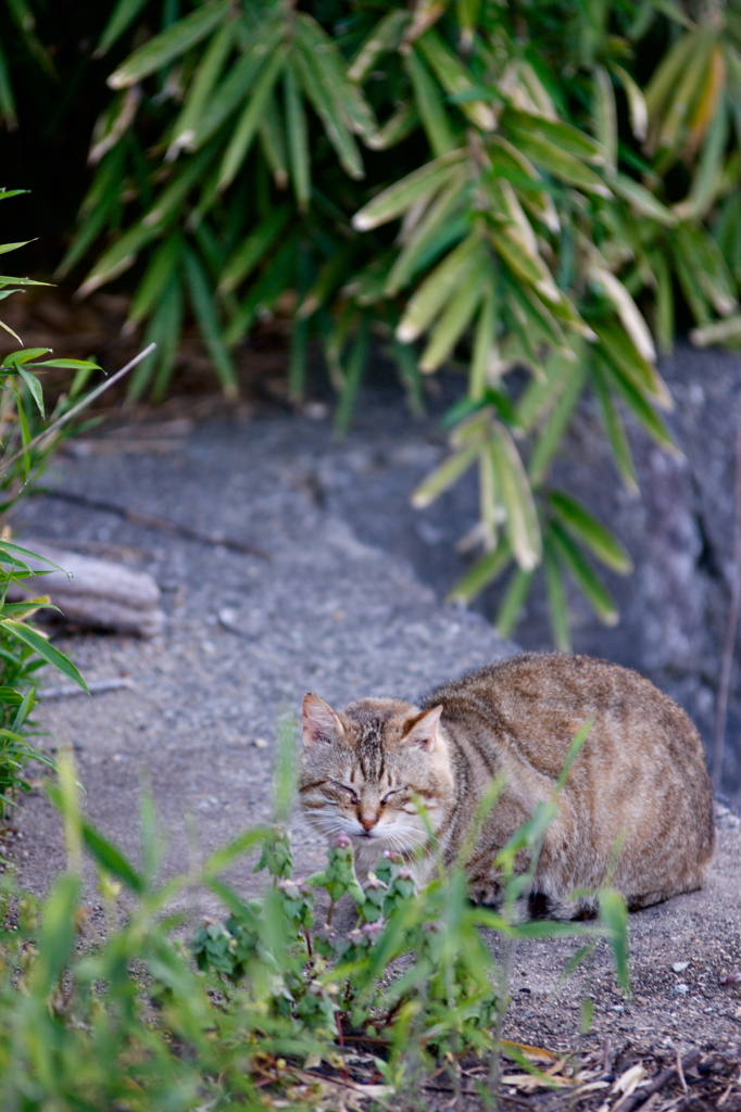 吾輩は猫である、ニャー # 132