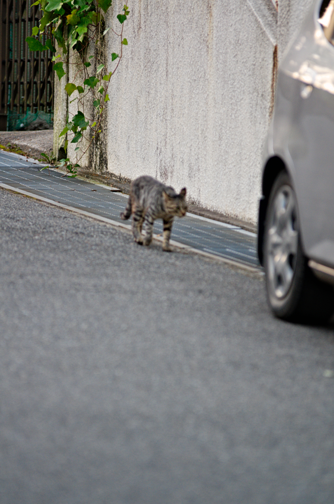 吾輩は猫である、ニャー # 453