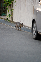 吾輩は猫である、ニャー # 453