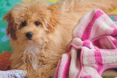my pretty dog Ⅱ # 4