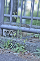 吾輩は猫である、ニャー # 216