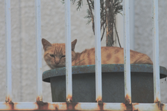 吾輩は猫である、ニャー # 407