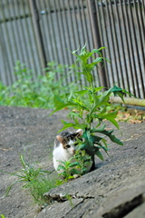 吾輩は猫である、ニャー # 603