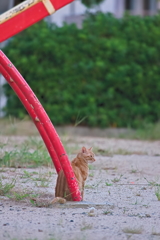 吾輩は猫である、ニャー # 566