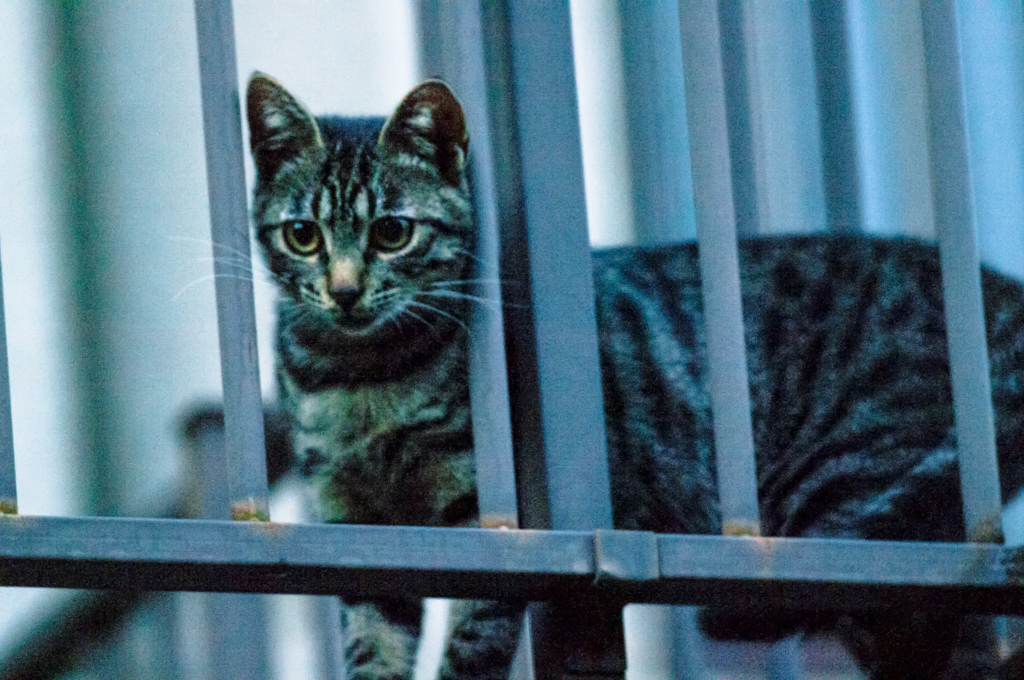 吾輩は猫である、ニャー # 50