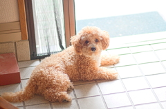 my pretty dog Ⅱ # 122