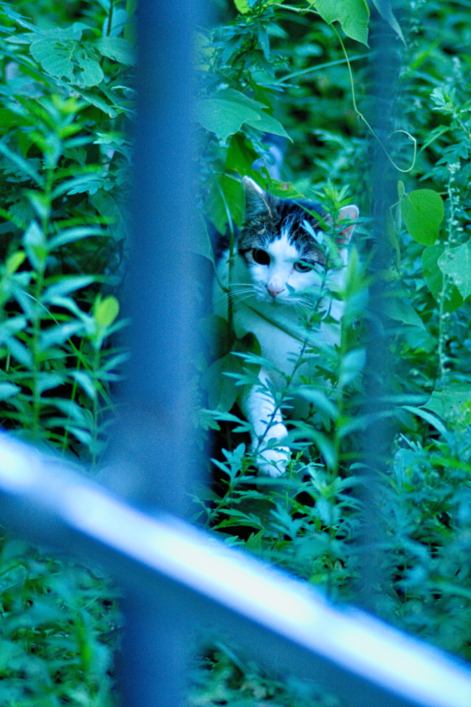 吾輩は猫である、ニャー # 677