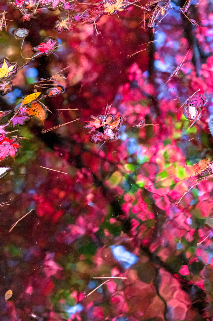 水辺の紅葉