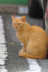 吾輩は猫である、ニャー # 382