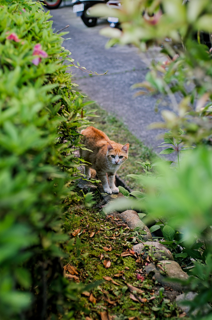 吾輩は猫である、ニャー # 1001