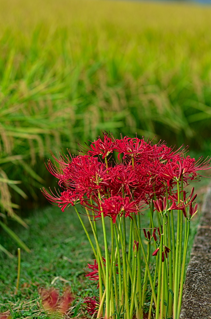 彼岸花