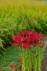 彼岸花