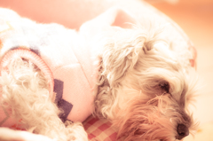 my pretty dog # 123