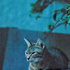 吾輩は猫である、ニャー # 542