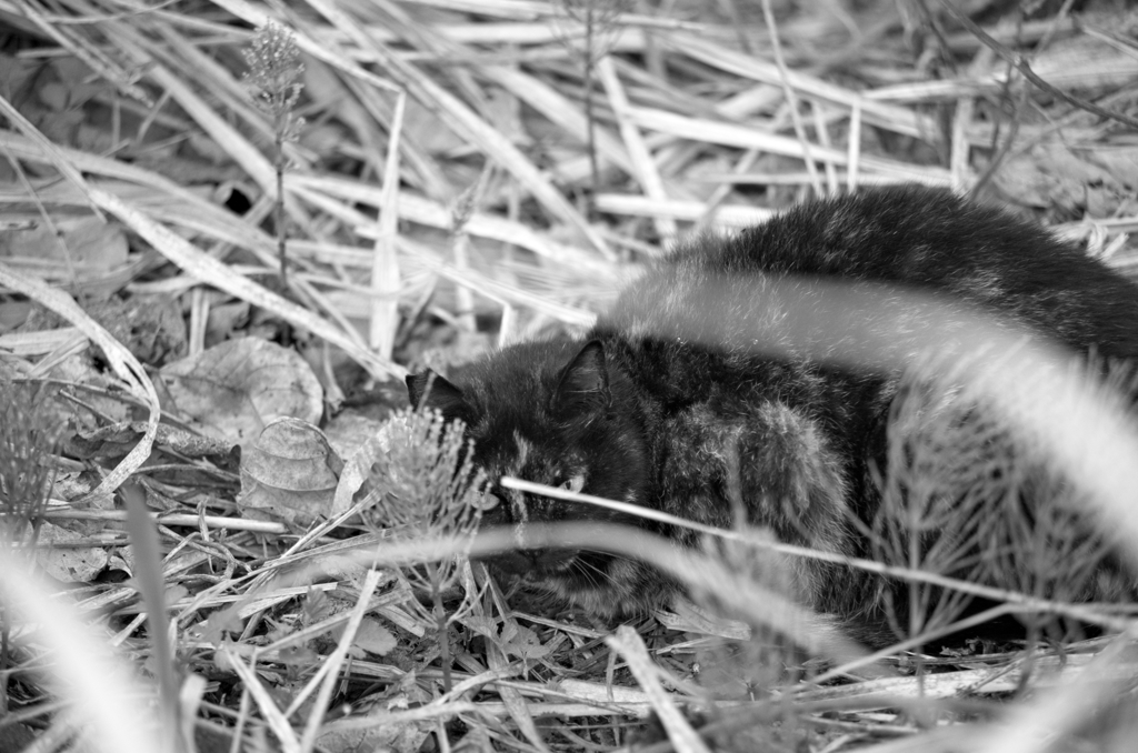 吾輩は猫である、ニャー # 96