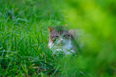 吾輩は猫である、ニャー # 424