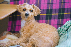 my pretty dog Ⅱ # 180